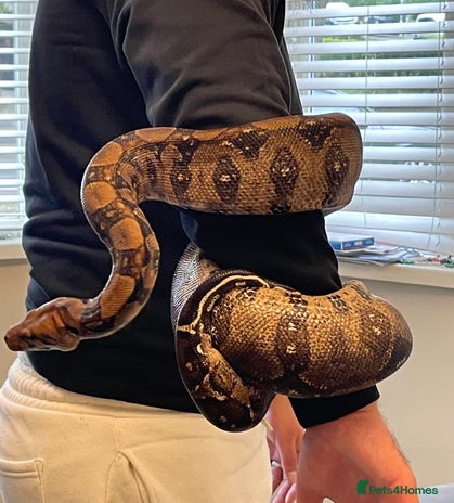 Boa Snake reptiles - Advert 1