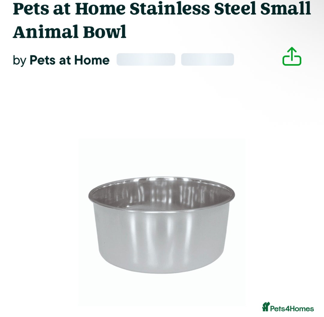 Guinea Pig rodents for sale: Single Male Guinea pig - Advert 7