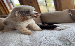 Cavapoo dogs for sale: F1 Extensively Health  Tested Mini Cavapoos  - Image 4