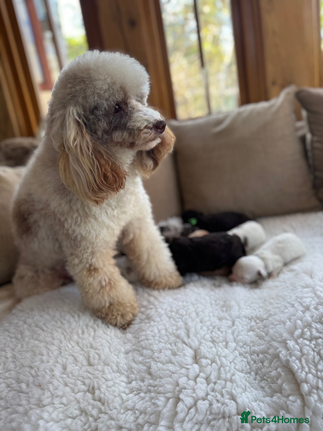 Cavapoo dogs for sale: F1 Extensively Health  Tested Mini Cavapoos  - Image 4