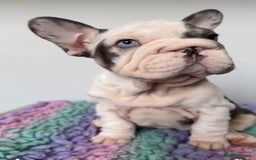French Bulldog dogs for sale: Matilda  - Advert 4