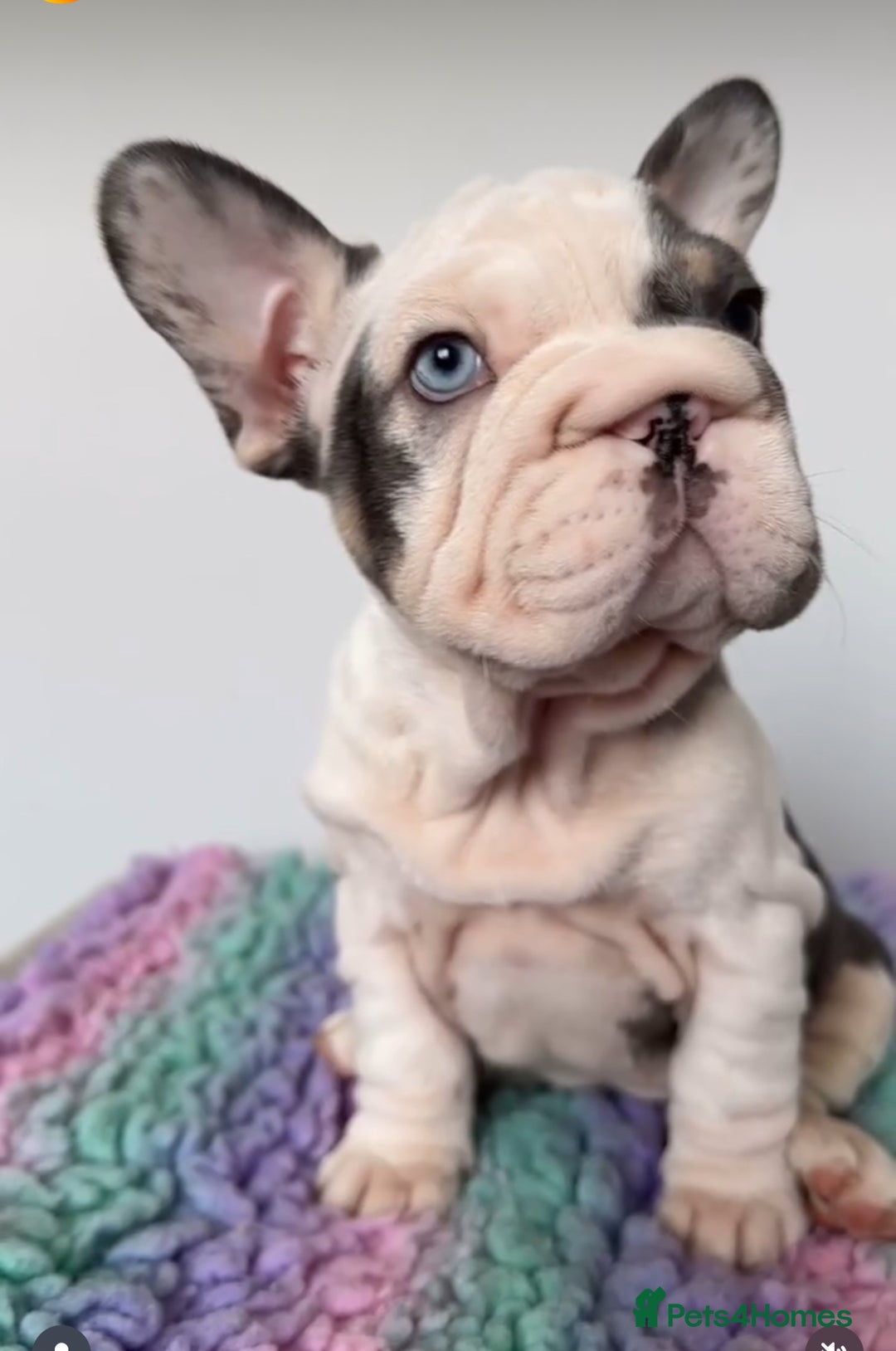 French Bulldog dogs for sale: Matilda  - Advert 4
