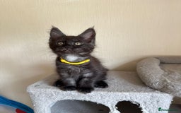 Maine Coon cats for sale: Pedigree GCCF Russian Import line Maine Coons - Image 21