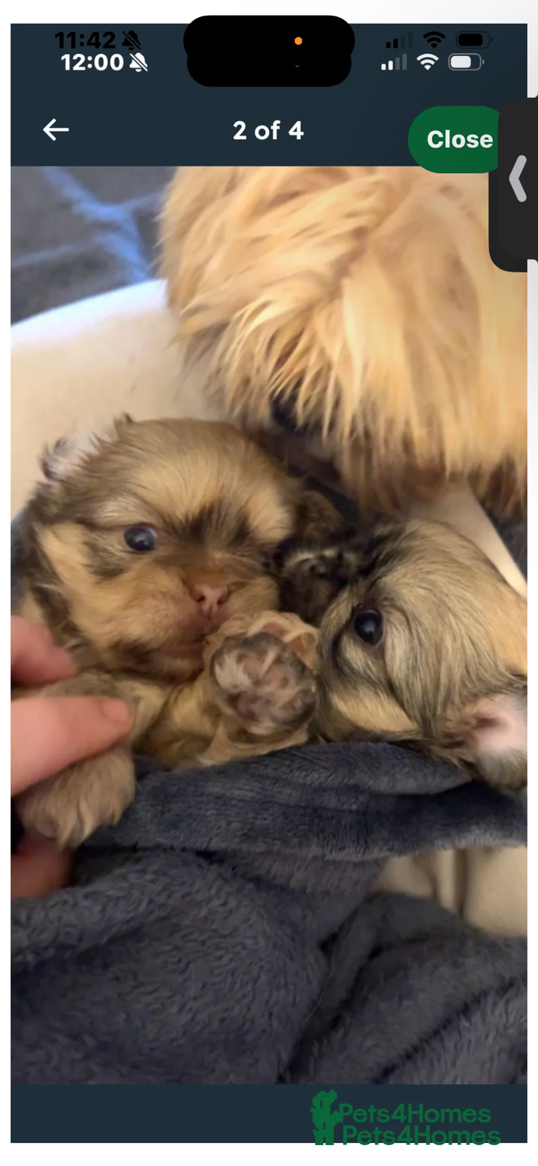 Shih Tzu dogs for sale: Shih Tzus puppies - Advert 3