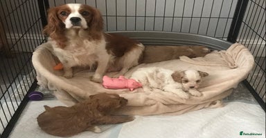 Cavapoo dogs - Advert 15