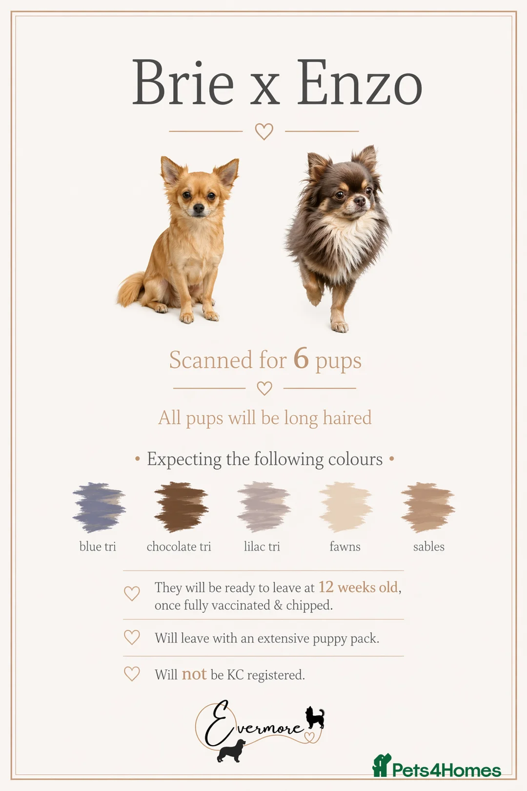Chihuahua dogs for sale: ✨ Beautiful Long Haired Chihuahua Litter ✨ - Advert 1