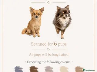 Chihuahua dogs ✨ Beautiful Long Haired Chihuahua Litter ✨ - Advert 1
