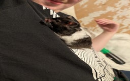Hamster rodents for sale: Selling female hamster  - Image 3