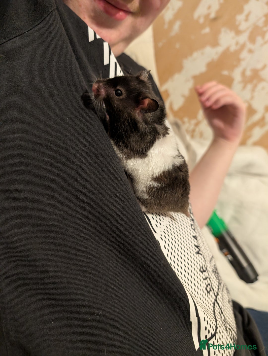 Hamster rodents for sale: Selling female hamster  - Image 3