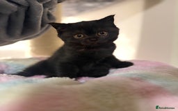British Shorthair cats for sale: Beautiful British shorthair champion bloodlines - Image 35