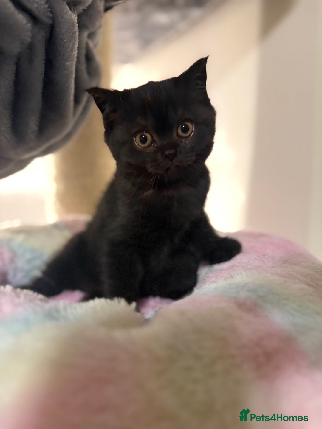 British Shorthair cats for sale: Beautiful British shorthair champion bloodlines - Image 35