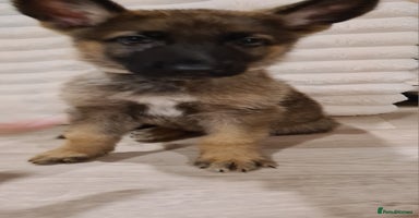 German Shepherd dogs - Advert 1