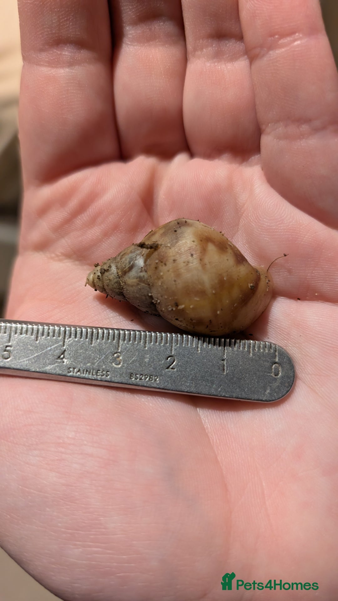 Snails invertebrates for sale: Juvinile Lissachatina fulicas - Image 6
