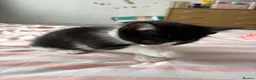Mixed Breed cats for sale: 2 Male and 2Female kittens  in Hayes - Advert 3