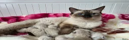 Ragdoll cats for sale: Ragdolks kittens-Reservation open😻😺🩵❤️ - Advert 10