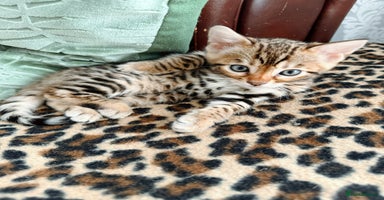 Bengal cats - Advert 4