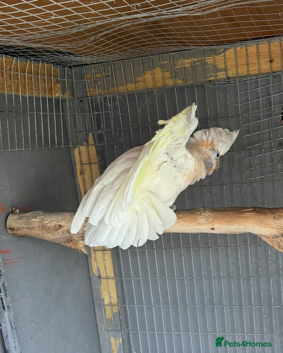 Cockatoo birds for sale: Male Ducorp cockatoo  - Advert 2