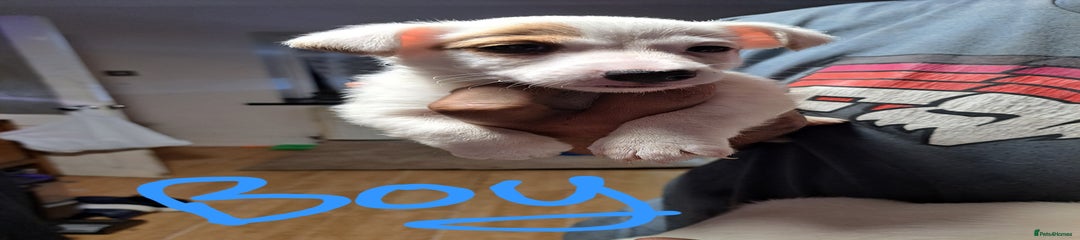 Rascal