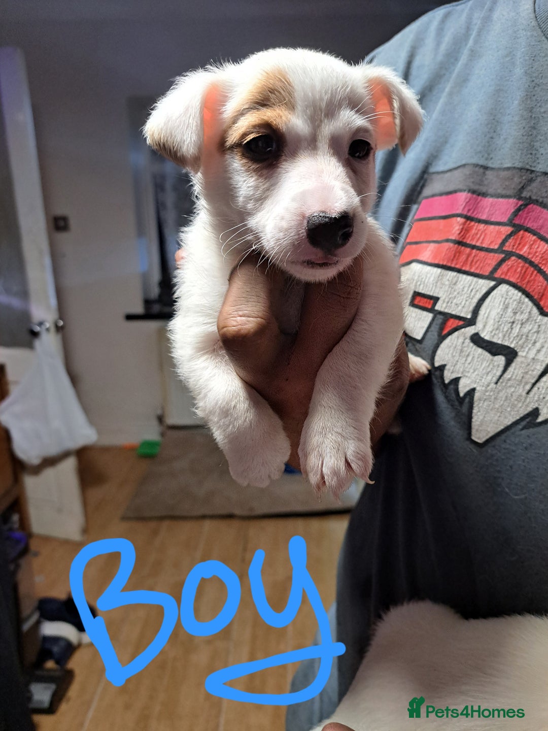 Jack Russell dogs for sale: Jolly Joyful Jack Russells  - Image 20