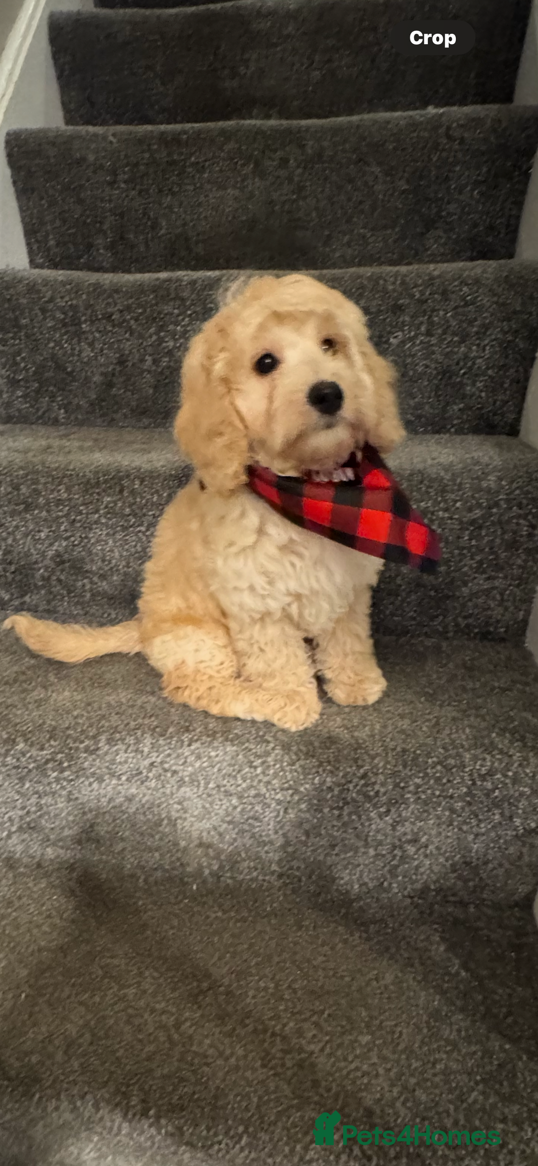 Cockapoo dogs for sale: Beautiful cockapoo puppy ready now xxx - Advert 6