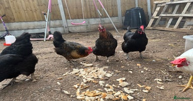 Chickens poultry - Advert 2