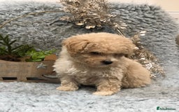 Poochon dogs for sale: Tiny babies ❤️❤️❤️ - Advert 12