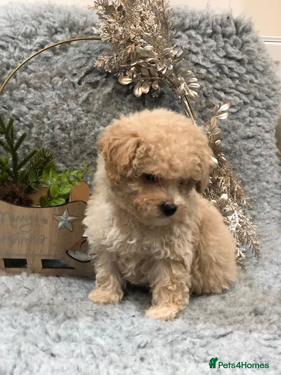 Poochon dogs for sale: Tiny babies ❤️❤️❤️ - Advert 12