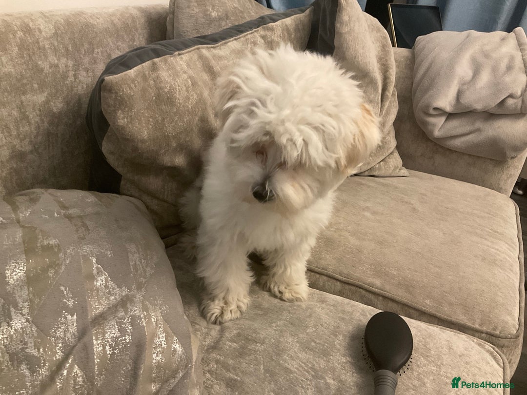 Bichon Frise dogs for sale: Bichon Frise Mix - Advert 2