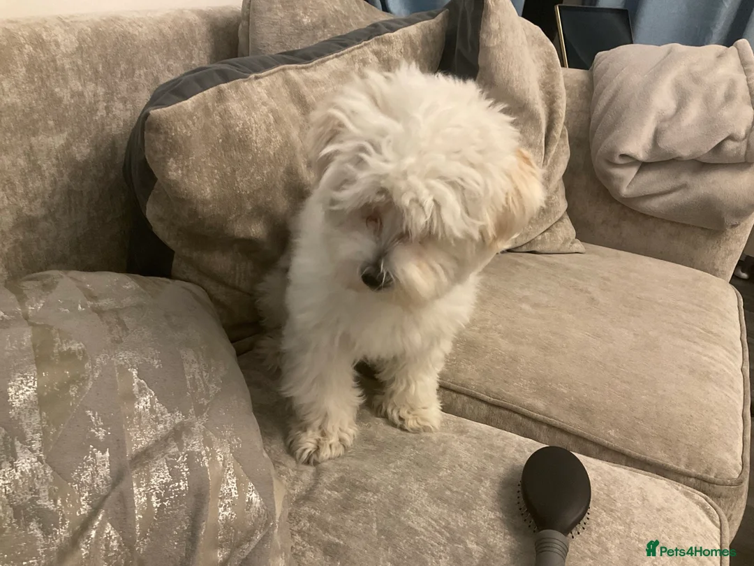 Bichon Frise dogs for sale: Bichon Frise Mix - Advert 2