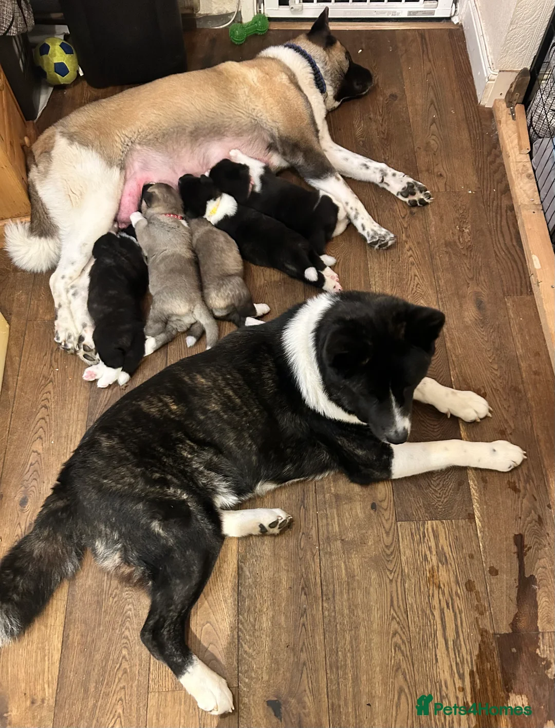 Akita dogs for sale: American Akita Puppy - Advert 18