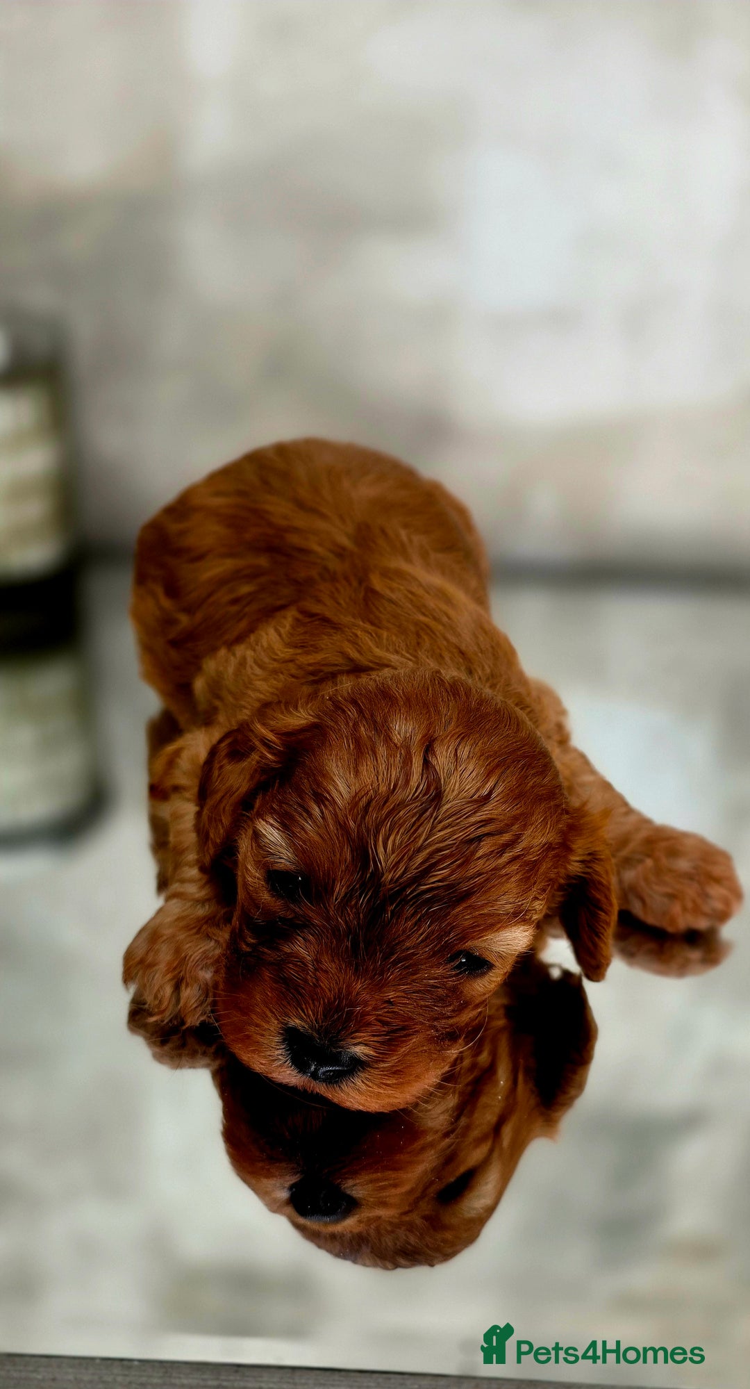 Cavapoo dogs for sale: Exquisit F1 Toy Cavapoos - Health tested Parent - Image 4