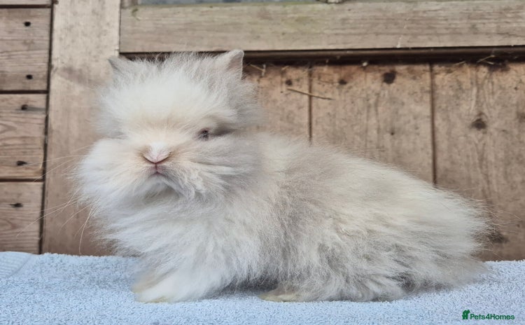Lionhead rabbits - Advert 1