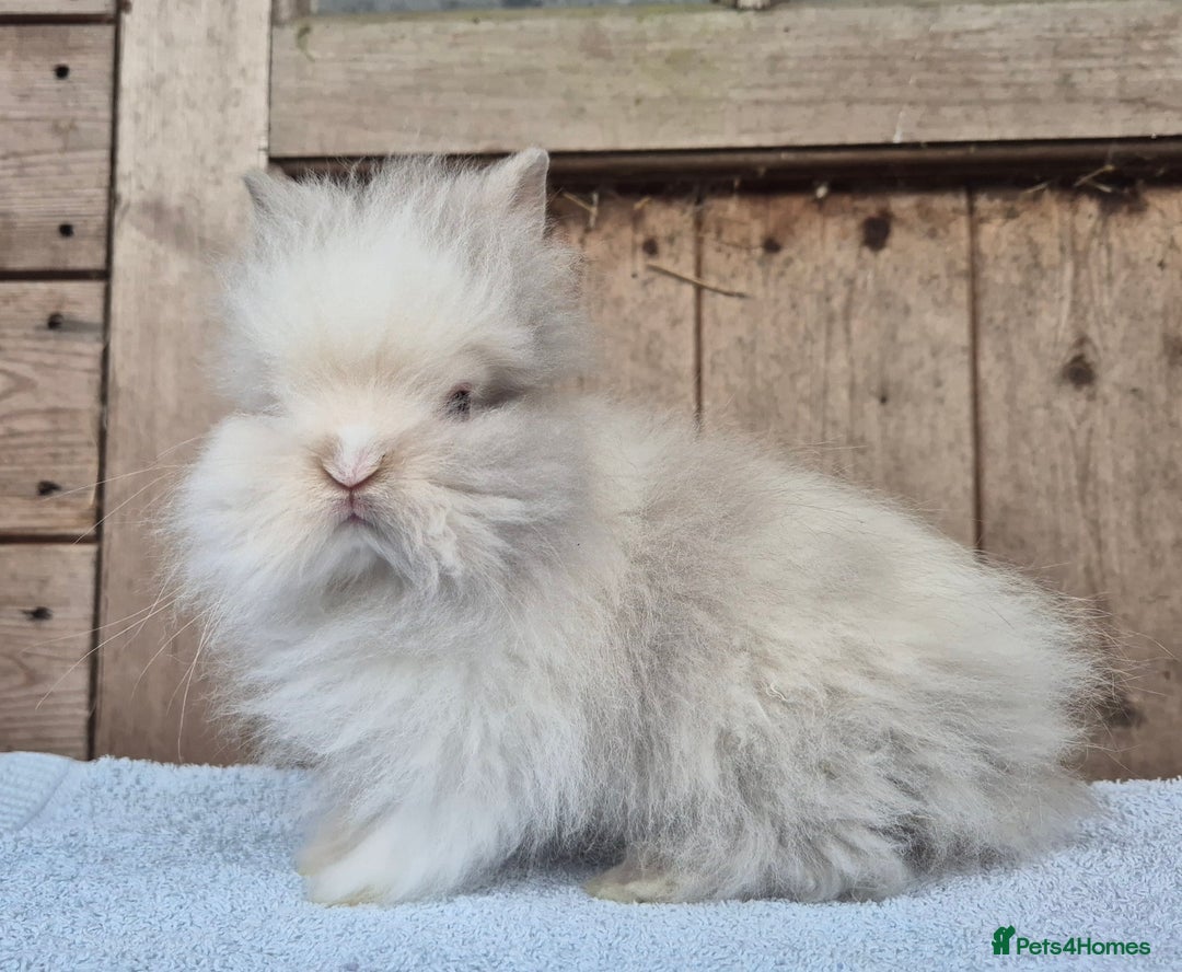 Lionhead rabbits for sale: Lion head babys ready now  - Image 1