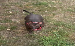 Mexican Hairless dogs for sale: Mexican Hairless, mini - Image 10