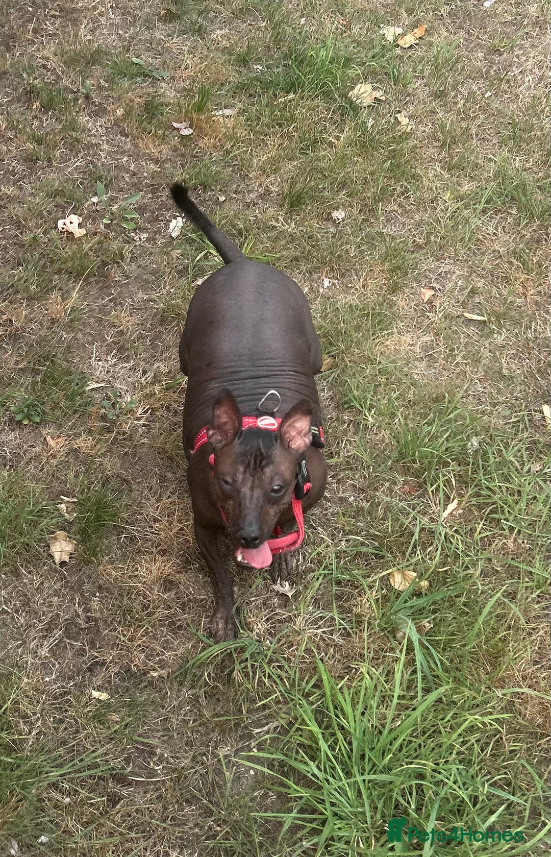 Mexican Hairless dogs for sale: Mexican Hairless, mini - Image 10