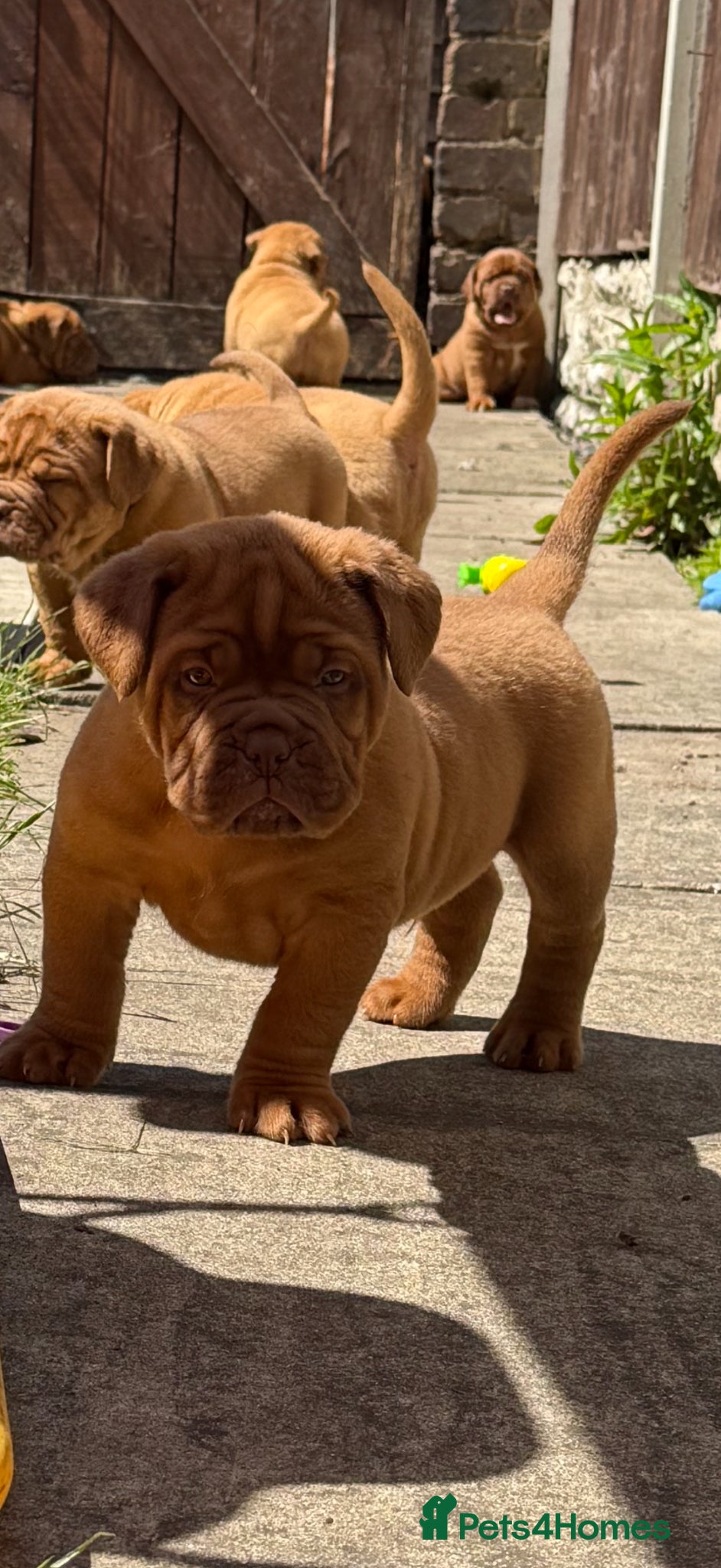 Dogue De Bordeaux dogs ** world class puppys** - Advert 2