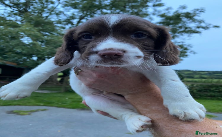 English Springer Spaniel dogs - Advert 16