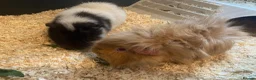 Guinea Pig rodents for sale: Rescue Guinea Pigs looking for amazing new homes - Advert 2