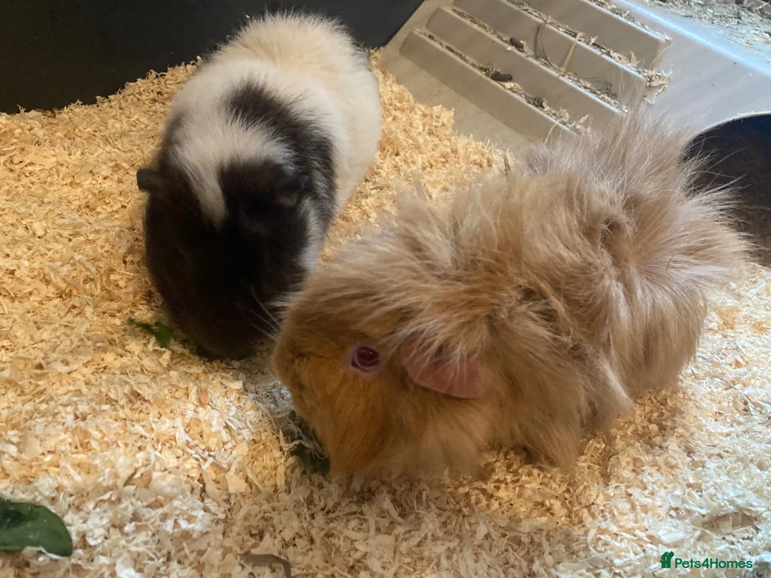 Guinea Pig rodents for sale: Rescue Guinea Pigs looking for amazing new homes - Advert 2