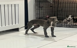 Whippet dogs for sale: Blue boy kc reg fully vaccinated and microchip  - Image 3