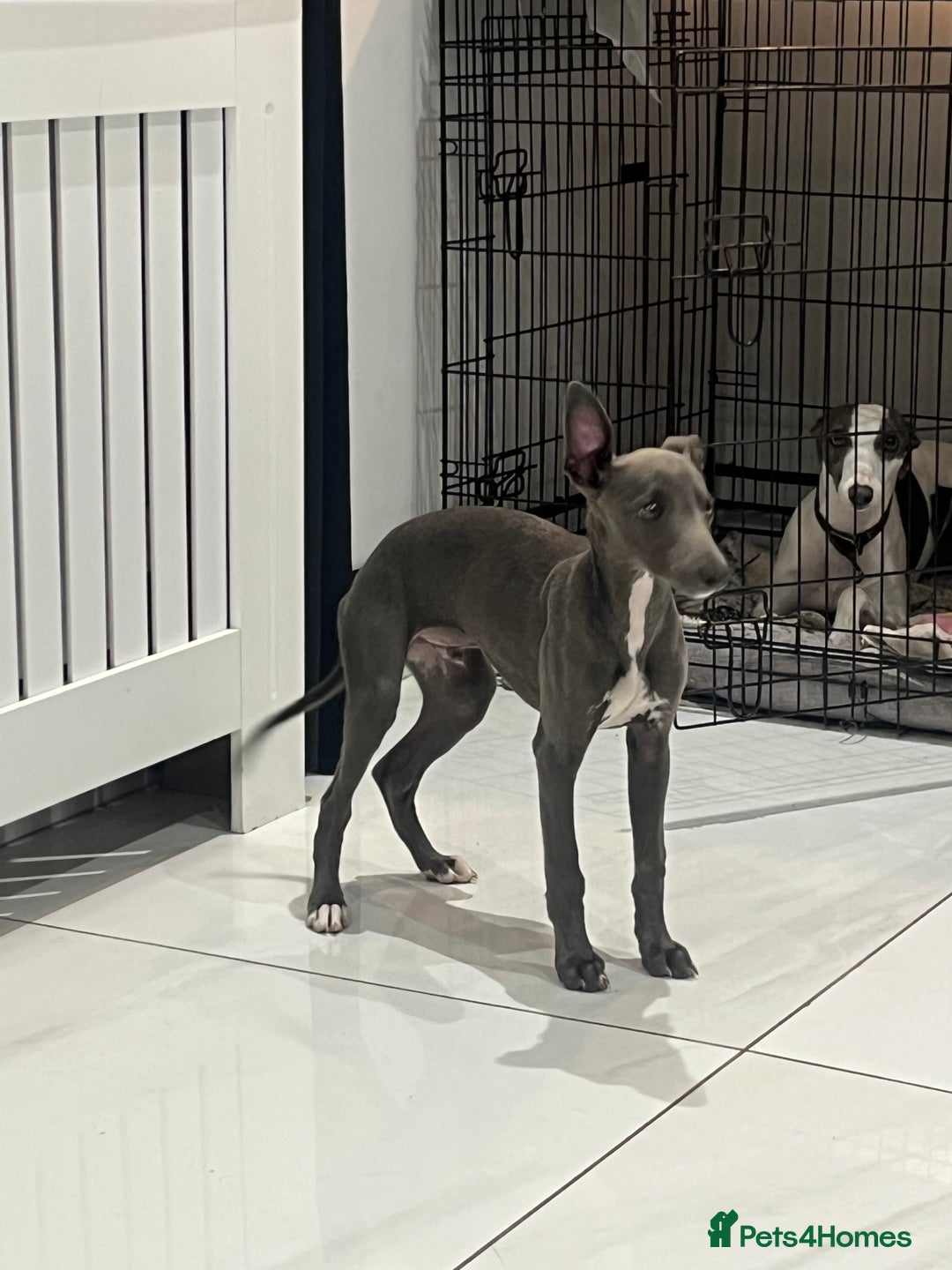 Whippet dogs for sale: Blue boy kc reg fully vaccinated and microchip  - Image 3