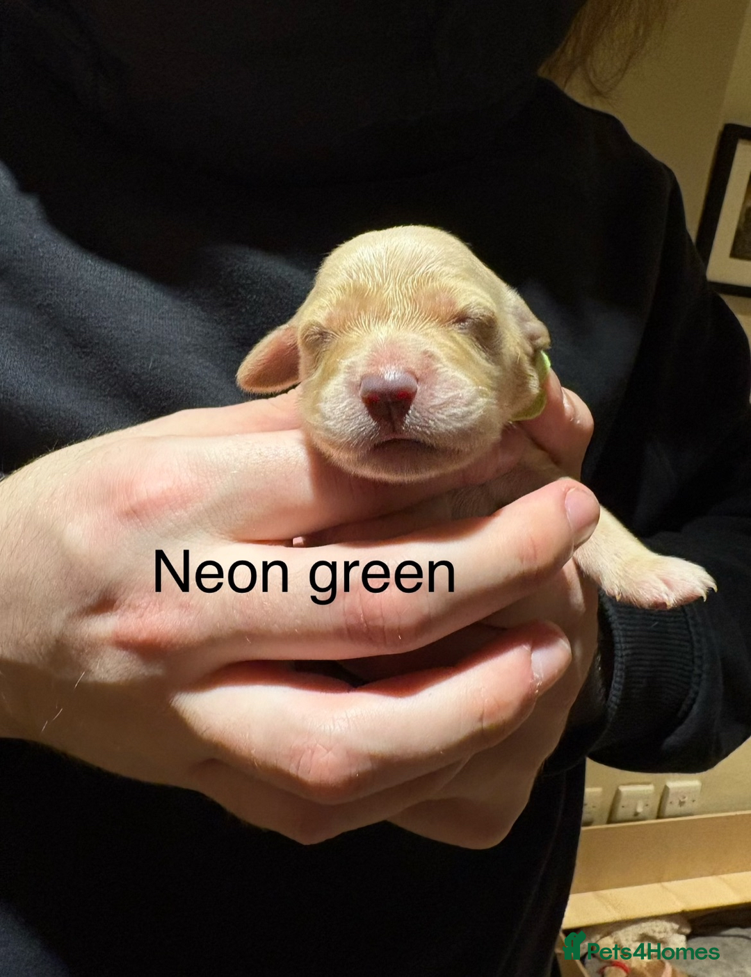 Golden Retriever dogs for sale: Golden Retriever Puppies for Sale - Image 14