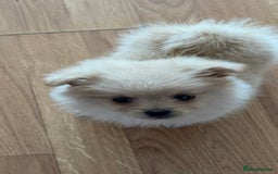 Mixed Breed dogs for sale: 🐾 Tiny Pomapoo Puppy for Sale – Meet Winnie! 🐾 - Image 3