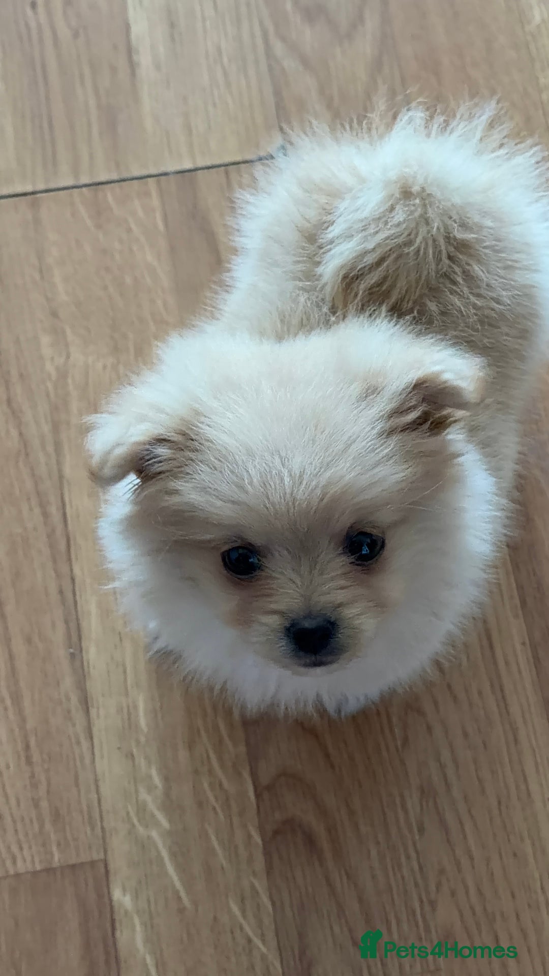 Mixed Breed dogs for sale: 🐾 Tiny Pomapoo Puppy for Sale – Meet Winnie! 🐾 - Image 3