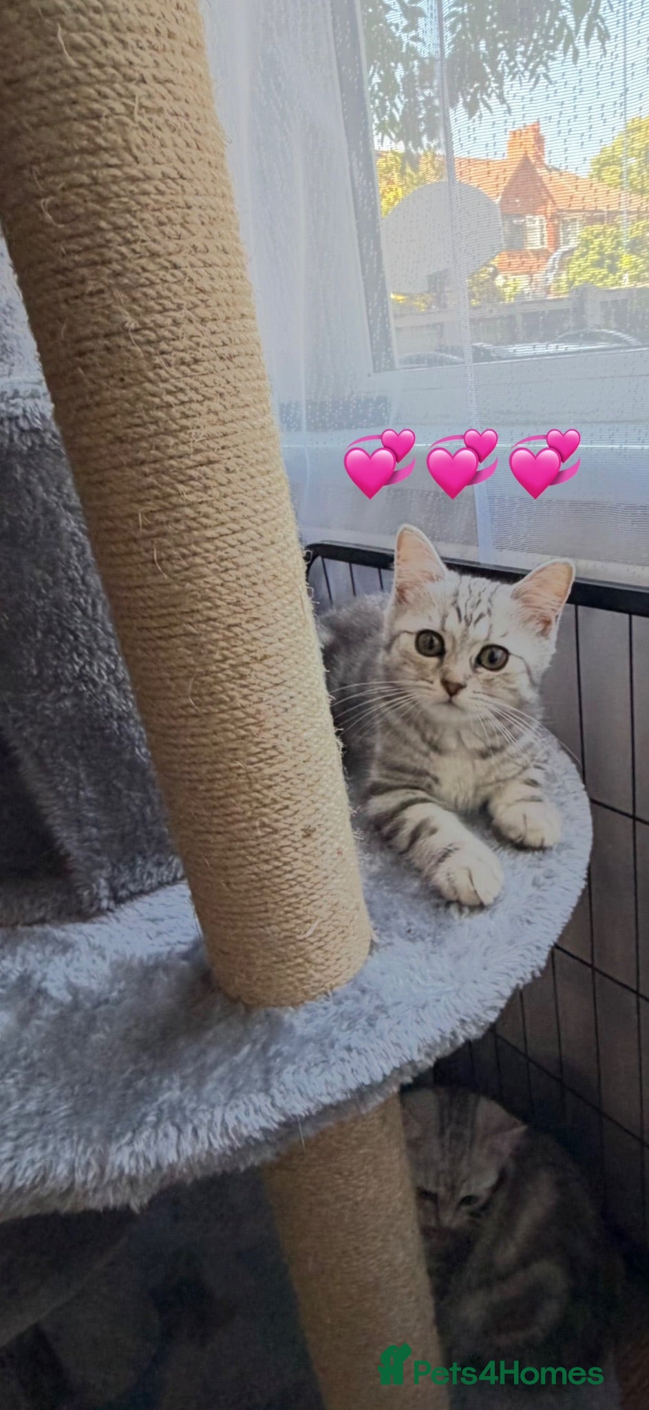 Scottish Fold cats 💞BEAUTIFUL KITTENS 💞 - Advert 3
