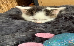 Mixed Breed cats for sale: Mixed kitten - Image 11