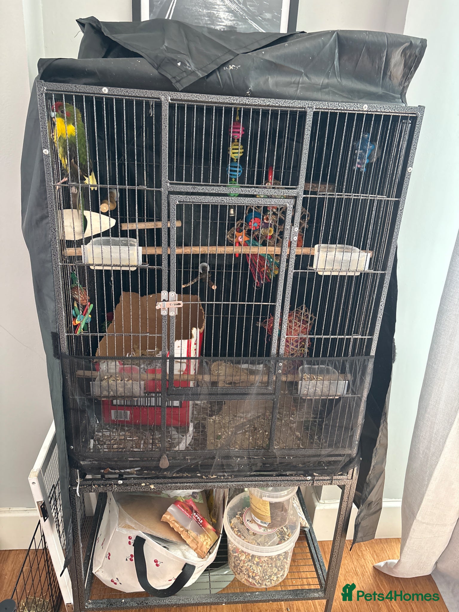 Parakeets birds Kakariki girl with cage  - Advert 2