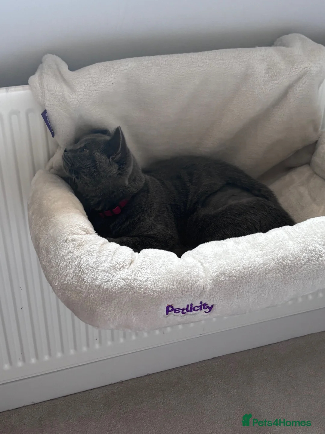 British Shorthair cats for sale: Daisy & Dottie - 7 month old bonded sisters  in Poulton-le-Fylde - Advert 2