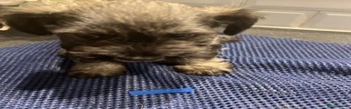 Miniature Schnauzer 2
