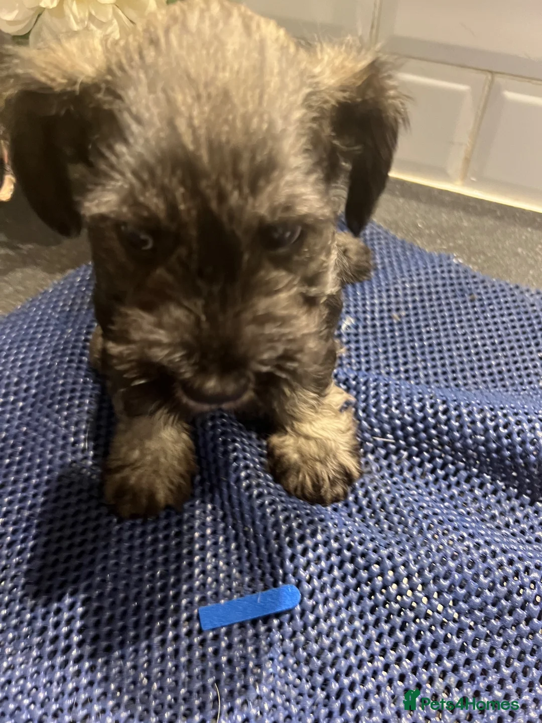 Miniature Schnauzer dogs for sale: Kc reg health tested parents  - Advert 6